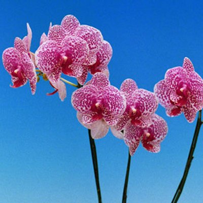 Doritaenopsis I-Hsin Sun Beauty 'KH6758#6' (P136)
