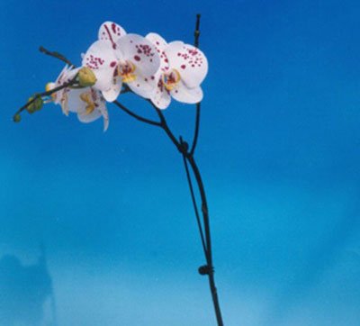 Phalaenopsis (I-Hsin Black Panther × I-Hsin Bride) 'KH6733#' (P137)