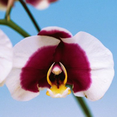 Phalaenopsis I-Hsin Spotted Deer (P140)