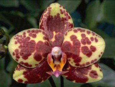 (Phalaenopsis Yellow Peoker - Ching Her Buddha) '250' × Phalaenopsis Stuartiana 'II Yellow' (P78S)