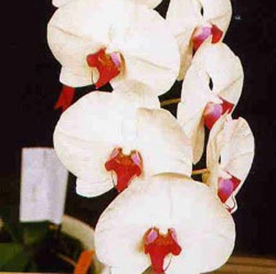 Phalaenopsis Shang Lin Lady '302' × Phalaenopsis Luchia Lip 'MD' (P83S)