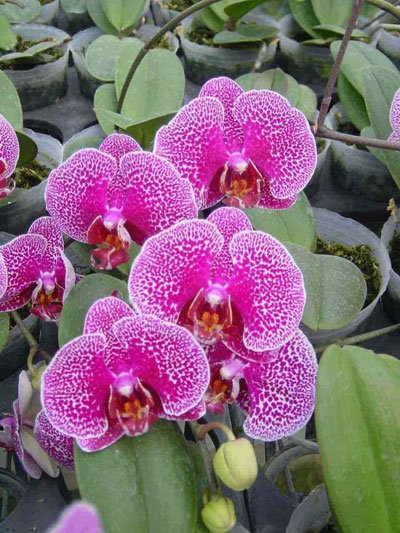 Phalaenopsis Haur Jin Princess '2327' × Doritaenopsis Leopard Prince 'Sogo' (P94S)