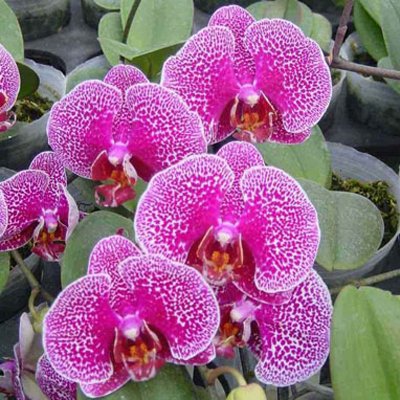 Doritaenopsis Leopard Prince 'Sogo' × Sumatrana 'Malcoo' (P95S)