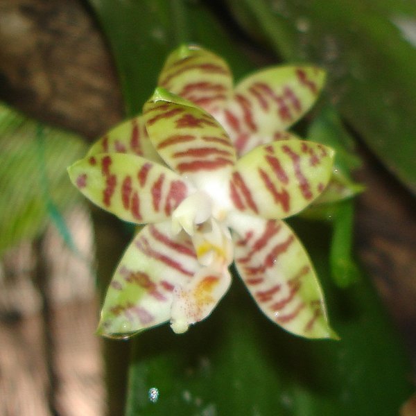 Phalaenopsis sumatrana (PS02)