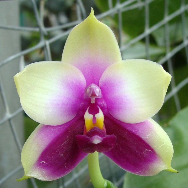 Phalaenopsis violacea (PS04)