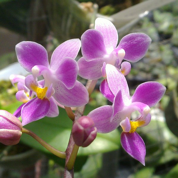 Phalaenopsis equestris 'pink lip' (PS06)