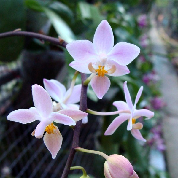 Phalaenopsis equestris 'orange lip' (PS07)