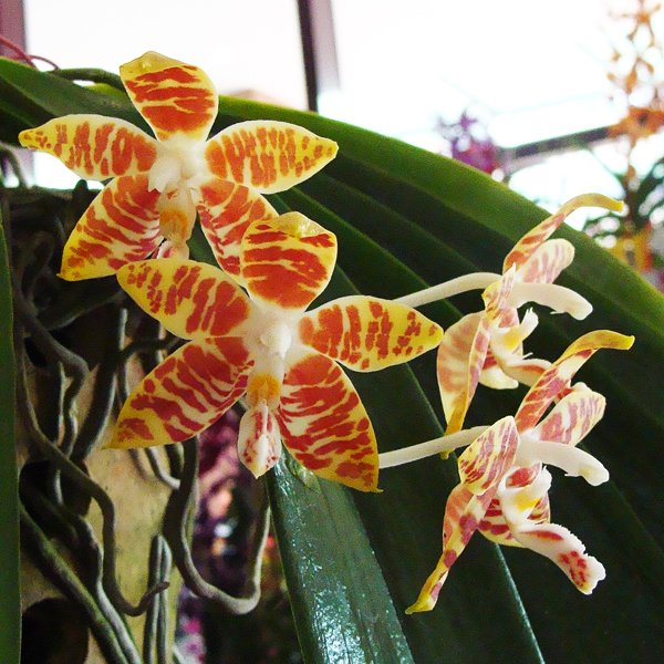 Phalaenopsis amboinensis var. flavida (PS15)