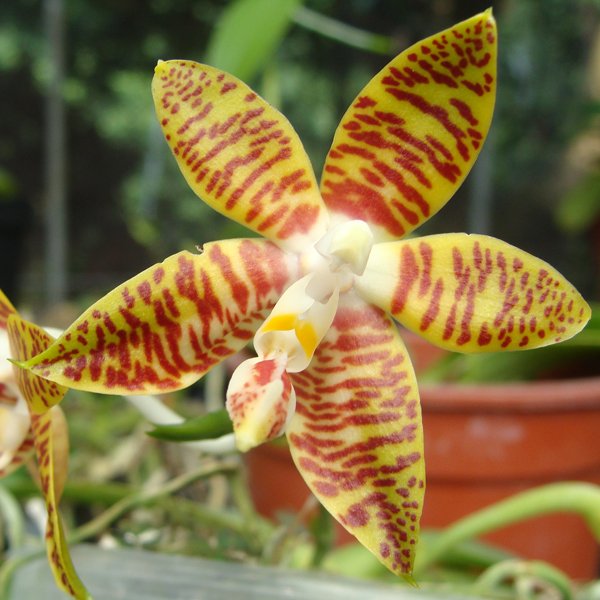 Phalaenopsis fasciata (PS17)