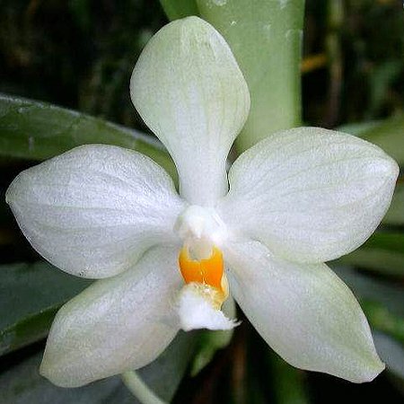 Phalaenopsis micholitzii (PS22)