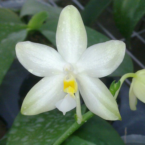 Phalaenopsis bellina 'alba' × pulchra 'alba' (PS23)