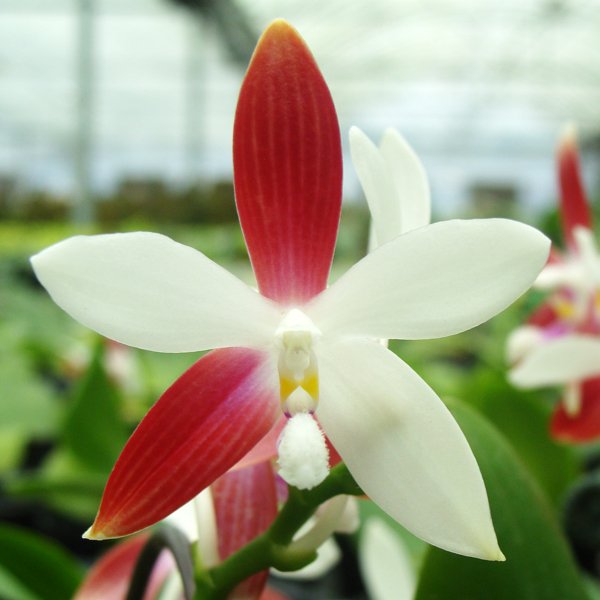 Phalaenopsis speciosa (PS24)