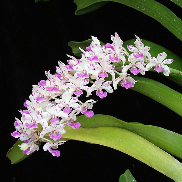 Rhynchostylis Gigantea Spot (R36)