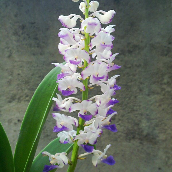 Rhychostylis Coelestis 'Blue' (R78)