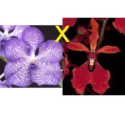 Vanda coerulea × Renanthera storiei (R80)