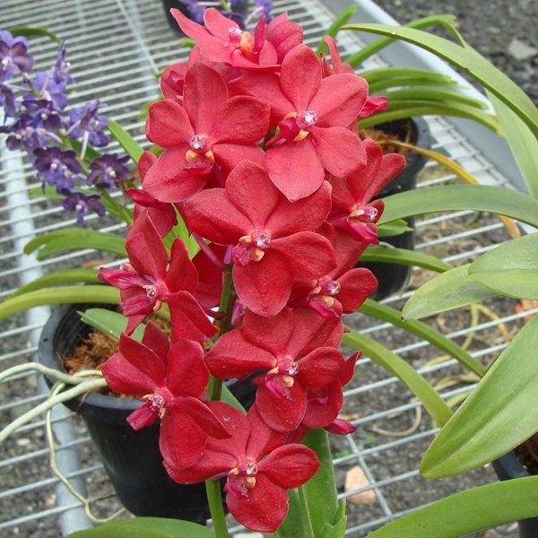 Vascostylis Crownfox 'Red Gem' (SA03)