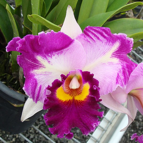 Laeliocattleya Chan Hsin Jewel 'San Mei' (SC07)