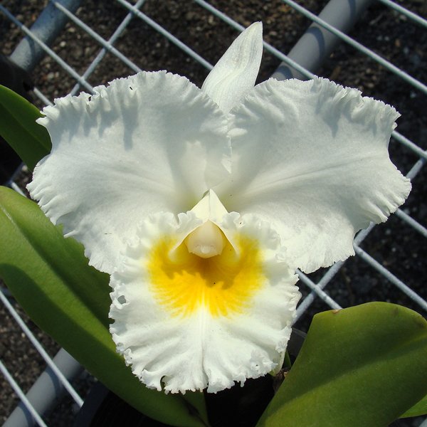 Cattleya Gertrude Hausermann (SC106)
