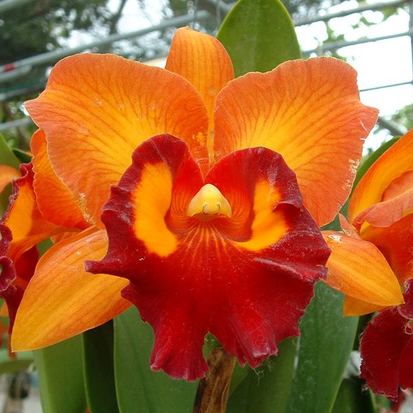 Brassolaeliocattleya Chunyeah 'Fang #19' (SC109)