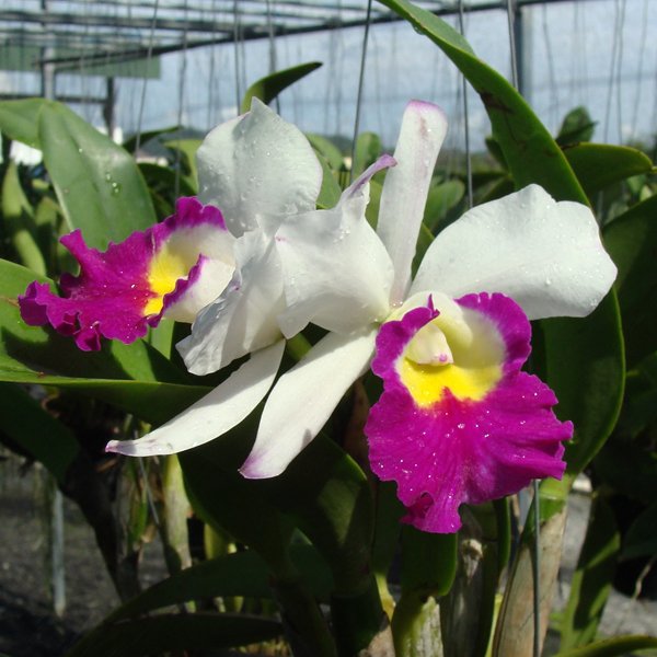 Laeliocattleya Talana (SC111)