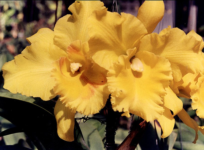 Brassolaeliocattleya Ploenpit Glory (SC114)