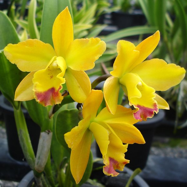 Brassolaeliocattleya Pink Diamond 'Yenrudee' AM/CST (SC116)