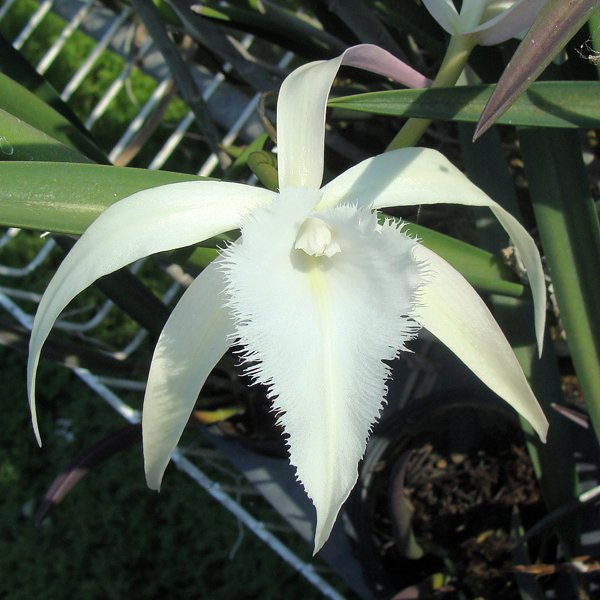 Brassavola David Sander (SC12)