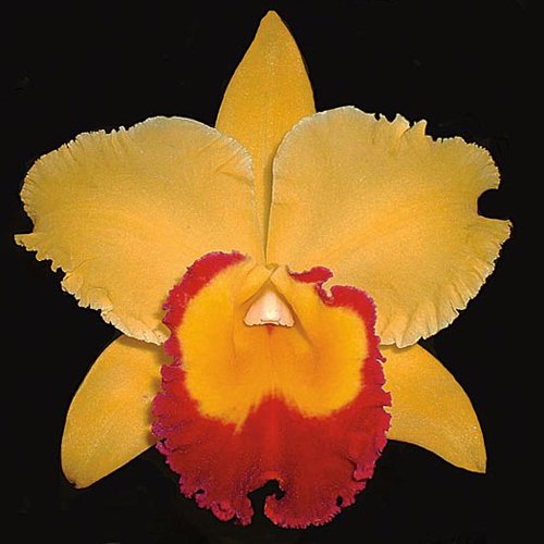 Brassolaeliocattleya Chyong Guu Chaffinch (SC121)