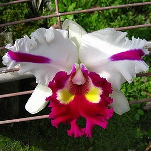 Laeliocattleya Shellie Compton × Blc Segundina Vizcarra (SC122)