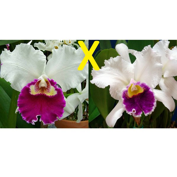 Laeliocattleya Shellie Compton × Lc Mildred Rives (SC123)
