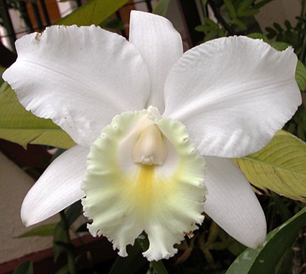 Cattleya Marjorie Hausermann (SC124)