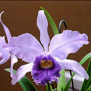 Laeliocattleya Canhamiana var. coerulea 'Azure Sky' AM/AOS (SC13)