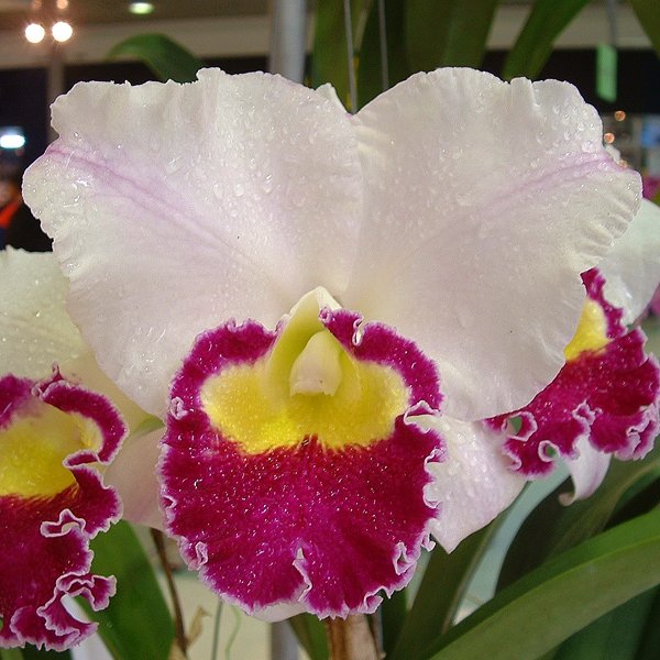 Laeliocattleya Longriver Compton 'Golden Star' FCC /AOS (SC15)