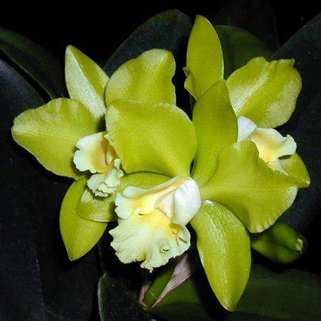 Brassolaeliocattleya Hawaiian Passion 'Carmela' HCC/AOS (SC17)