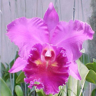Brassolaeliocattleya Lucky Strike 'Mongkoltrakul' FCC (SC18)