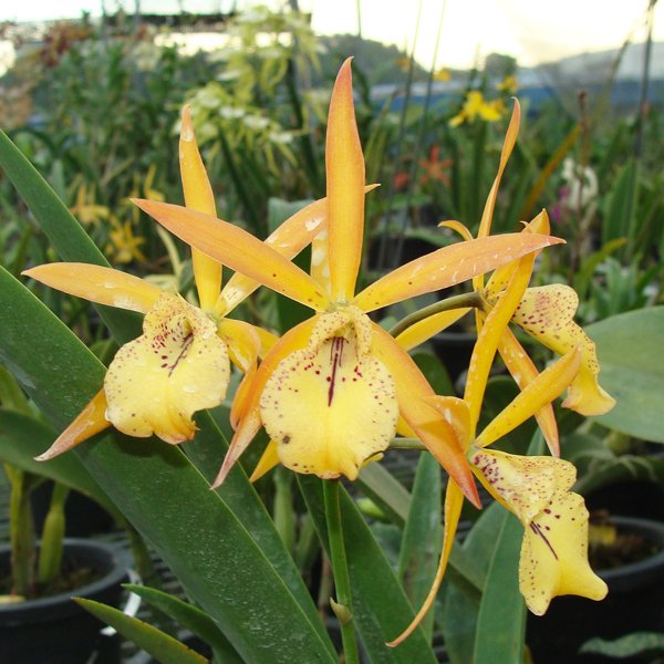 Vaughnara Fairy Tales 'Yellow Star' (SC21)