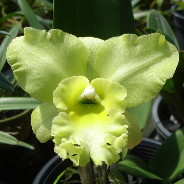Brassolaeliocattleya Three Suns 'Green Fantasy' AM/OSROC (SC23)