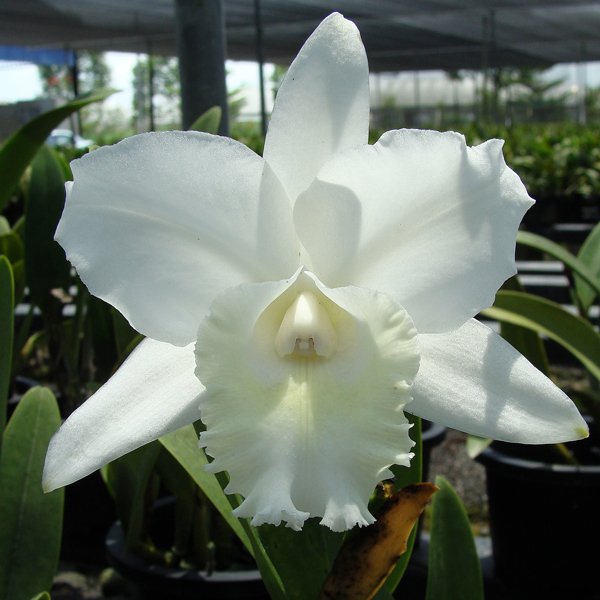 Cattleya orchid