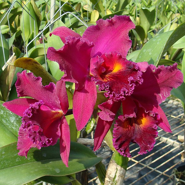 Brassolaeliocattleya Sanyang Ruby Kuan Long (SC25)