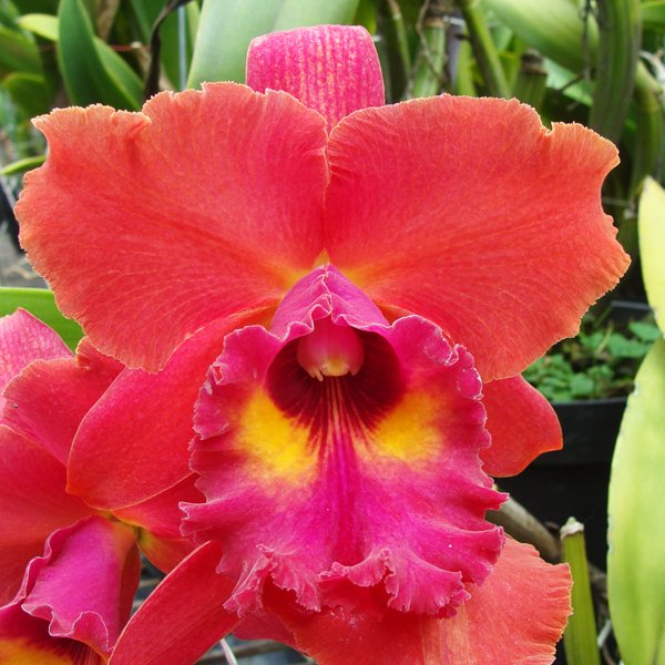 Laeliocattleya Tainan City 'General' HCC/AOS (SC27)