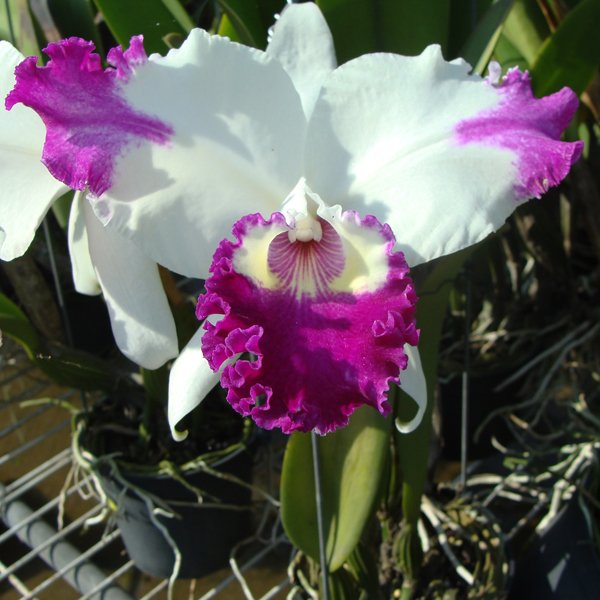 Laeliocattleya White Spark 'Panda' (SC31)