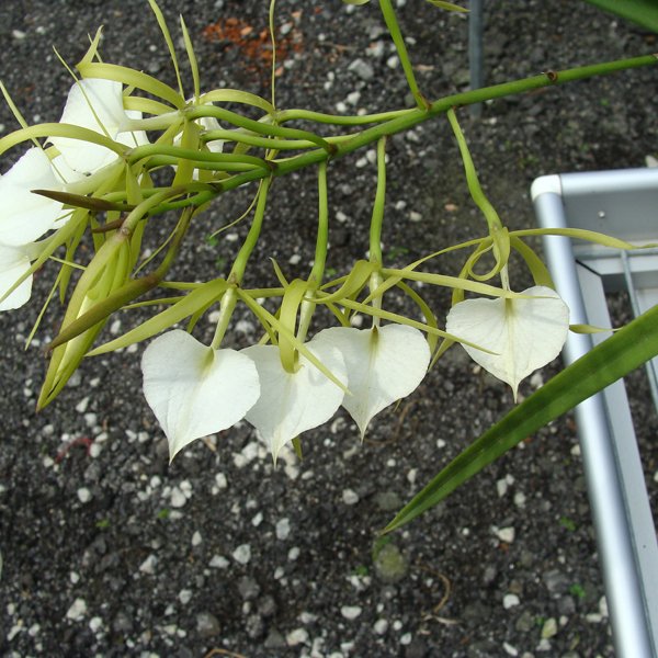 Brassolaelia Little Star (SC32)