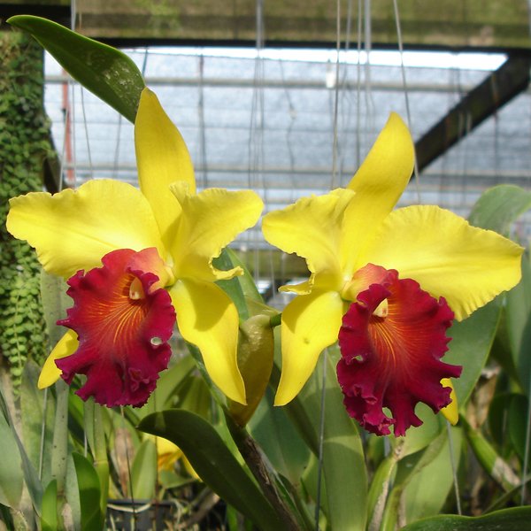 Cattleya Alma × Blc Cheah Bean-Kee (SC33)