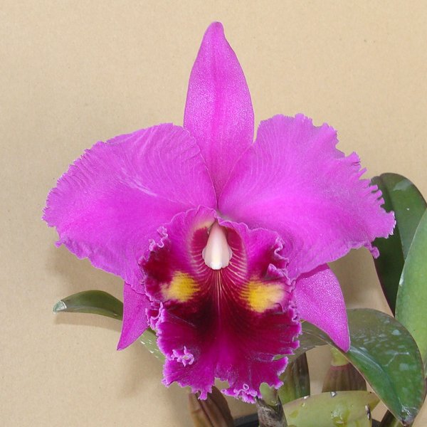 Brassolaeliocattleya Lucky Strike 'Golden Ring' AM (SC35)