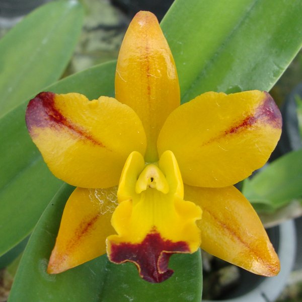 Laeliocattleya Yellow Splash (SC36)