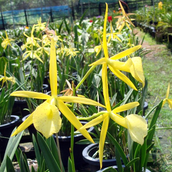 Brassolaelia Yellow Bird (SC39)