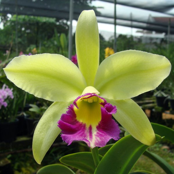 Brassolaeliocattleya Greenwich Elmhurst (SC40)