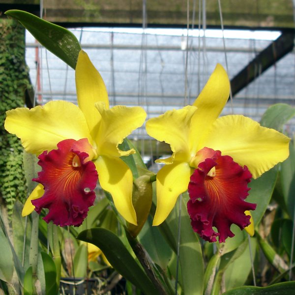 Brassolaelio Cattleya Alma Kee (SC42)