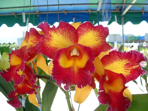 Brassolaeliocattleya Taiwan Queen 'King's Monkey' HCC/AOS (SC55)
