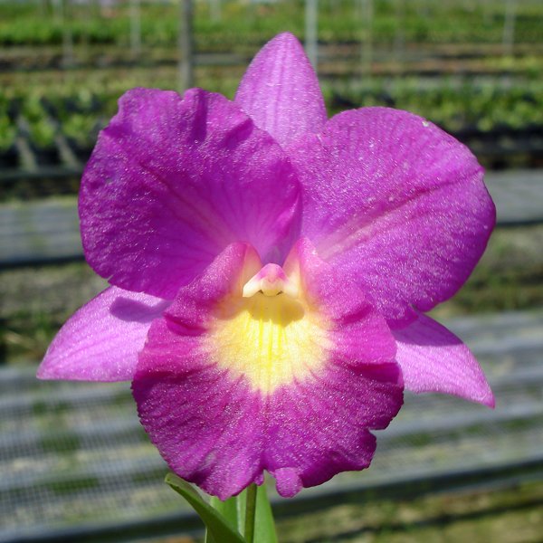 Cattleytonia Starrlyn 'Butterfly' (SC62)